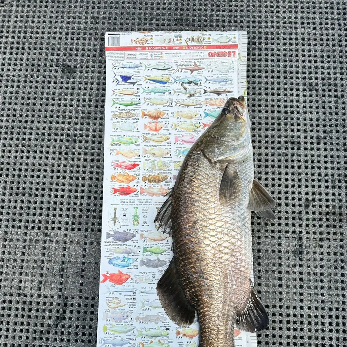 The most recent Barramundi catches on Fishbrain