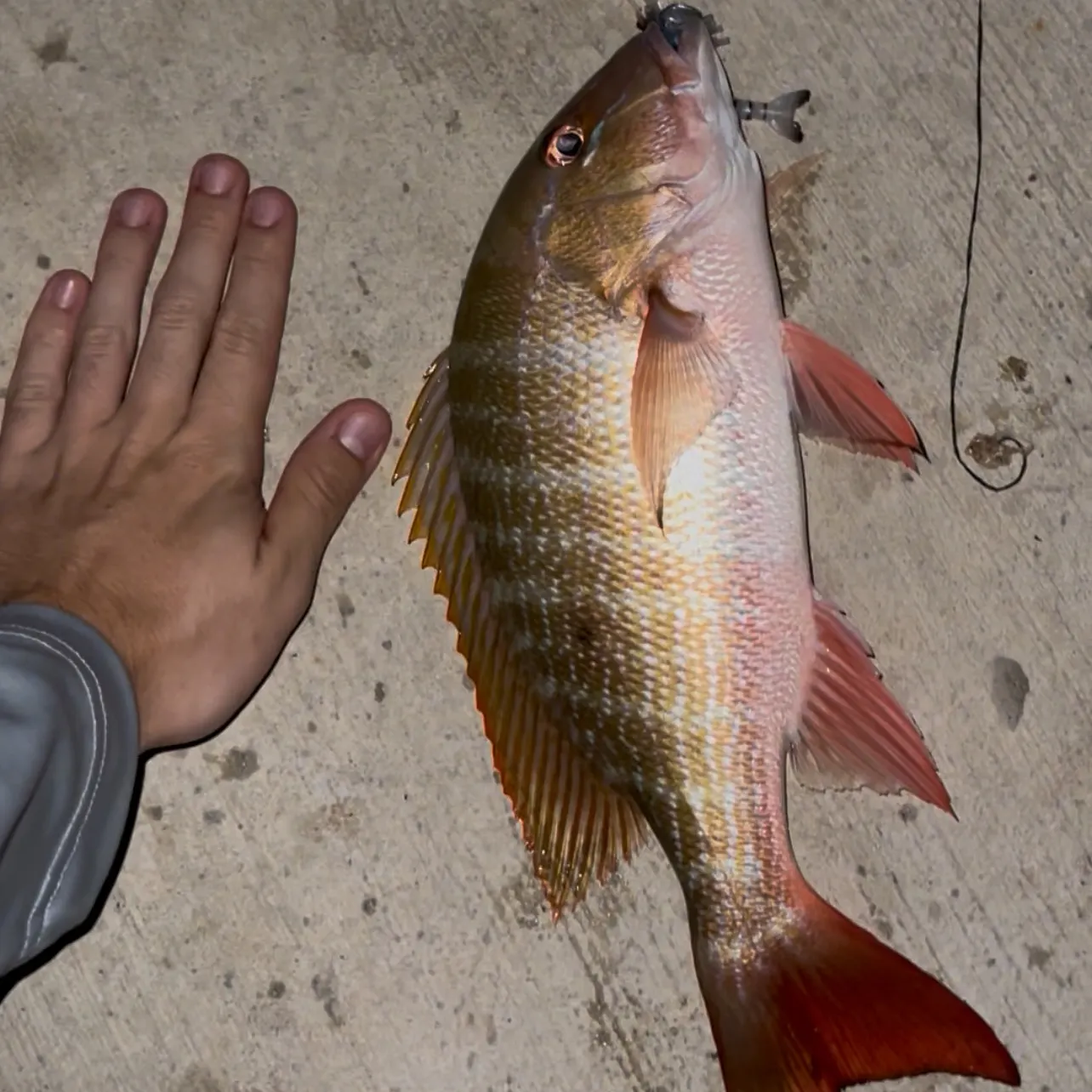 Mutton snapper caught on Fishbrain