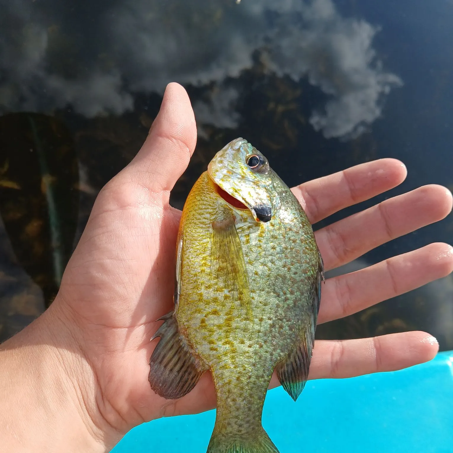 Redbreast sunfish caught on Fishbrain
