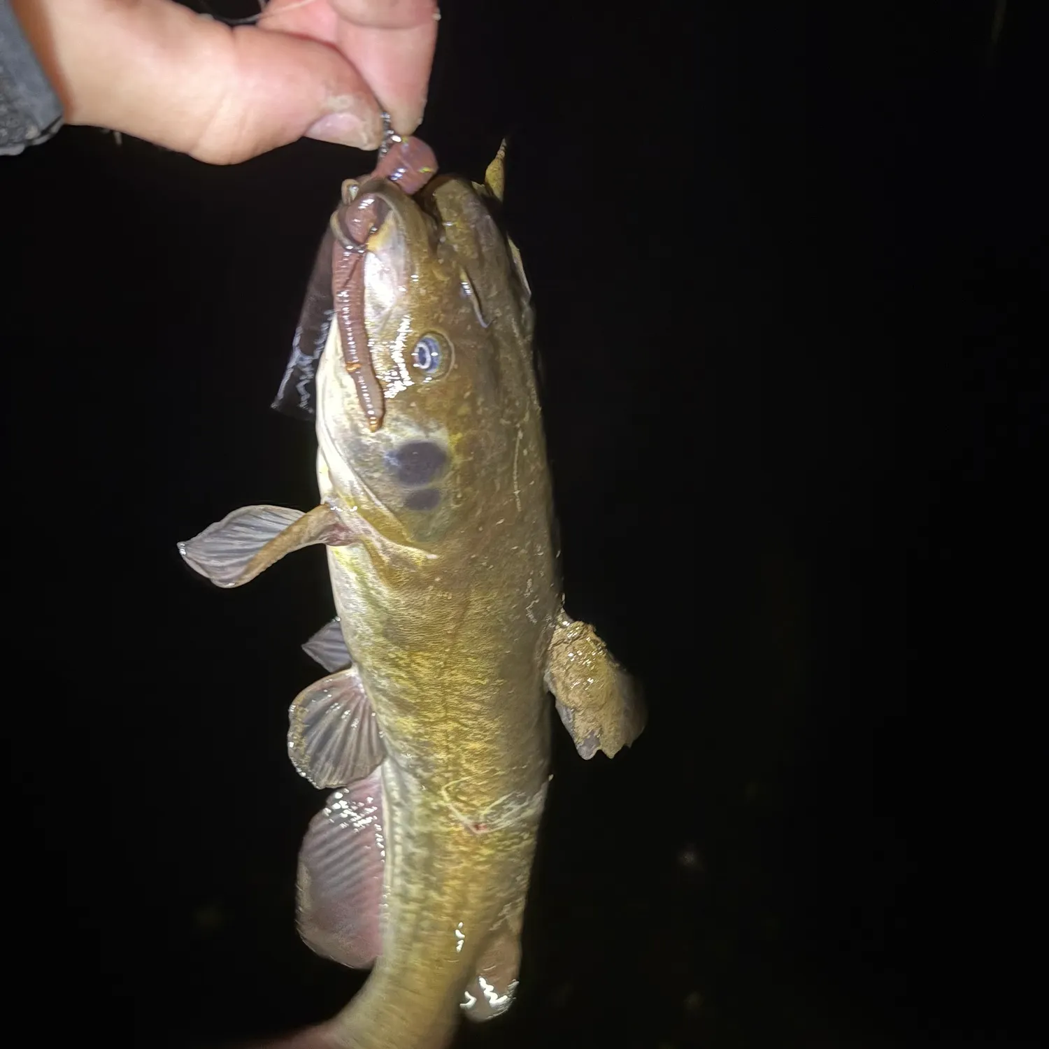 The most recent Brown bullhead catches on Fishbrain