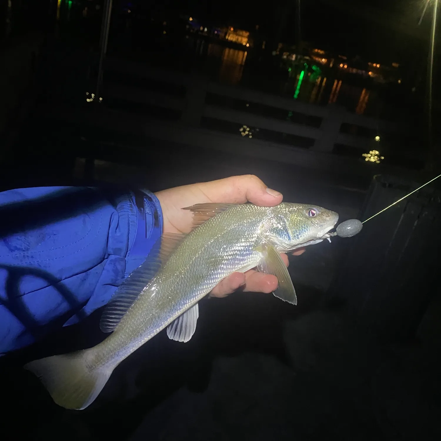 The most recent Gulf kingcroaker catches on Fishbrain