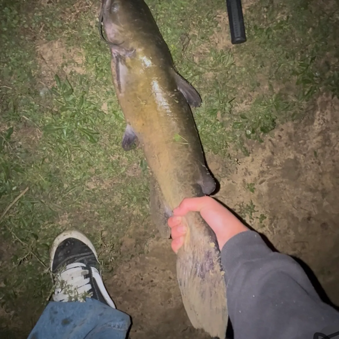 Channel catfish caught on Fishbrain