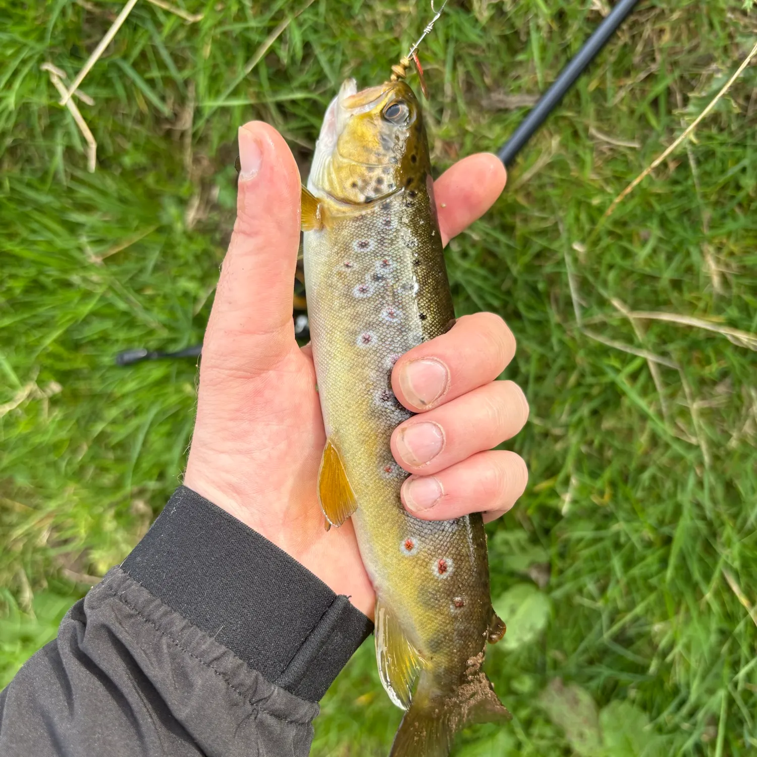 Brown trout caught on Fishbrain