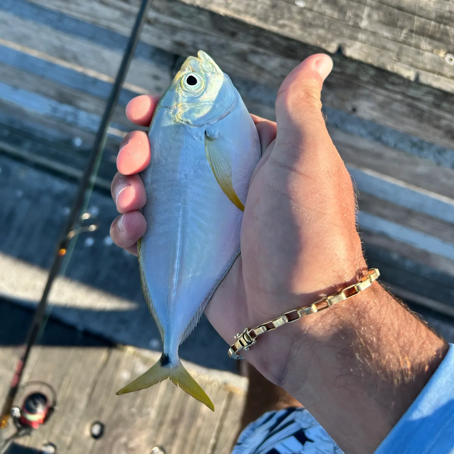 Atlantic bumper caught on Fishbrain