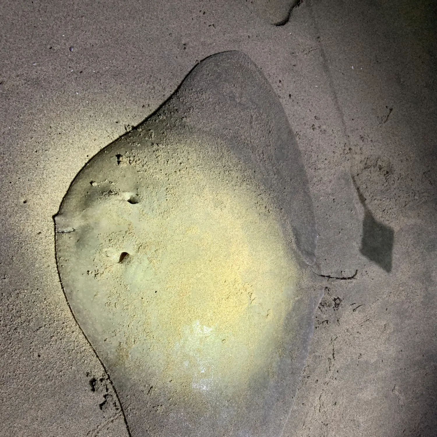 The most recent Australian butterfly ray catches on Fishbrain