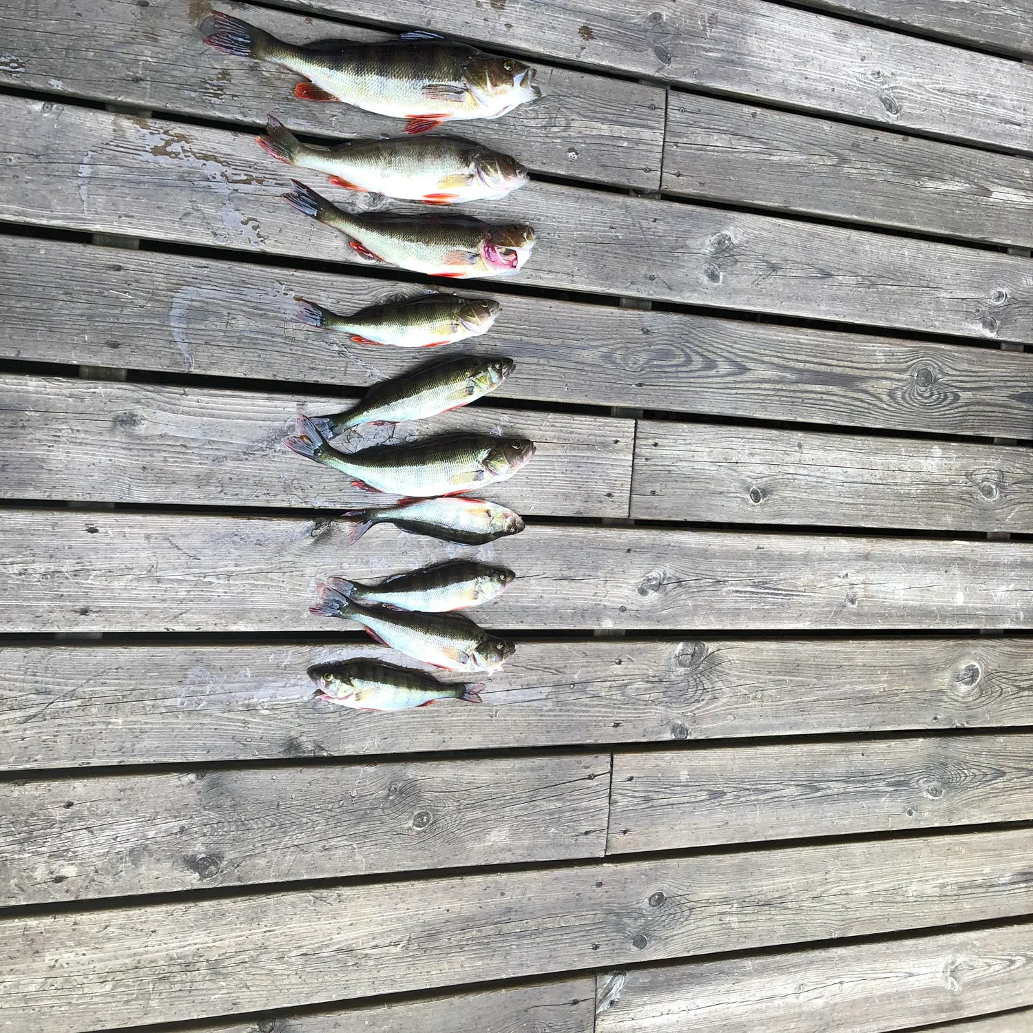 recently logged catches