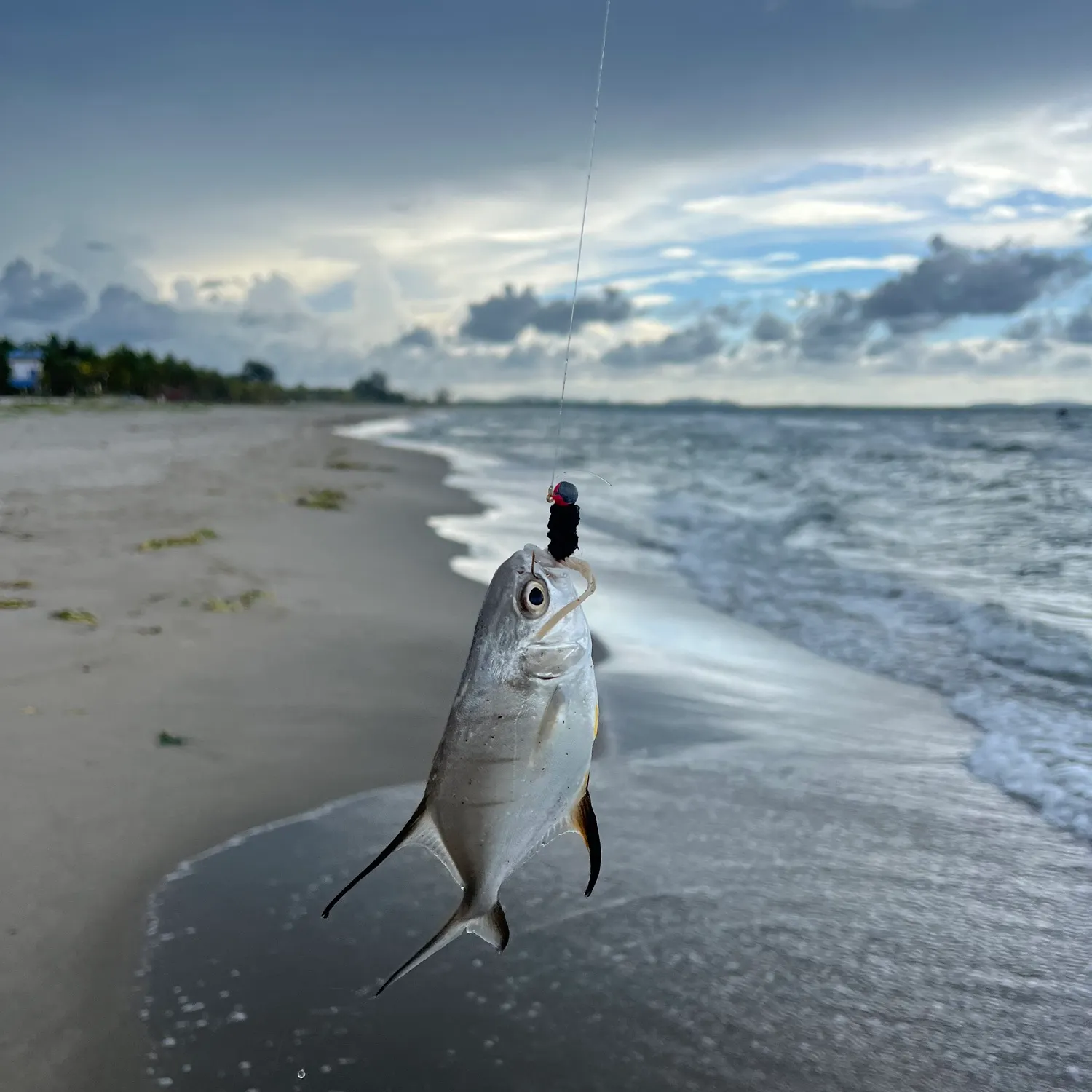 The most recent Palometa catches on Fishbrain