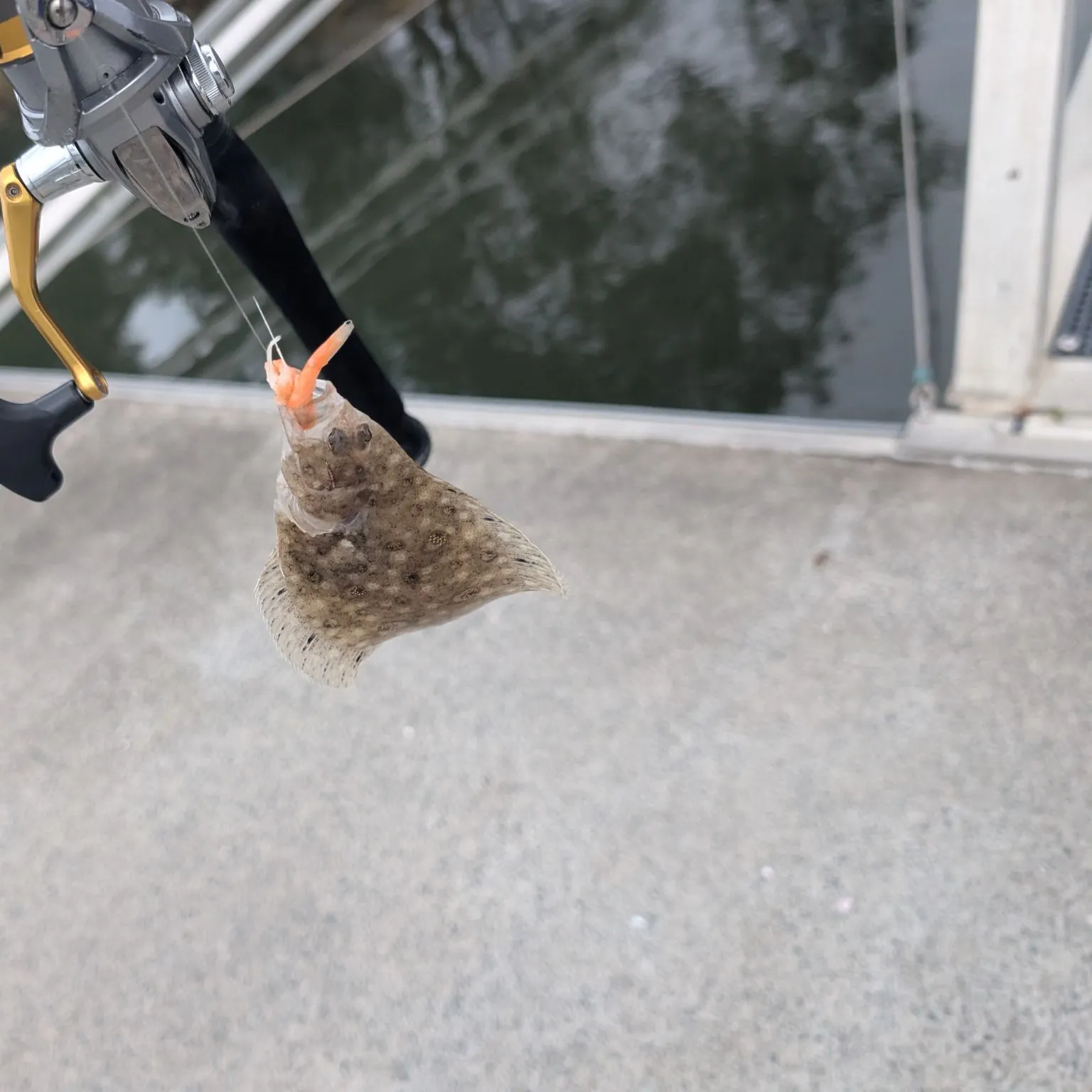 The most recent Dusky flounder catches on Fishbrain