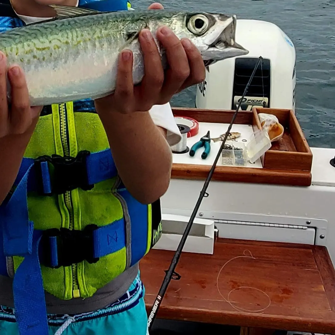 The most recent Atlantic chub mackerel catches on Fishbrain