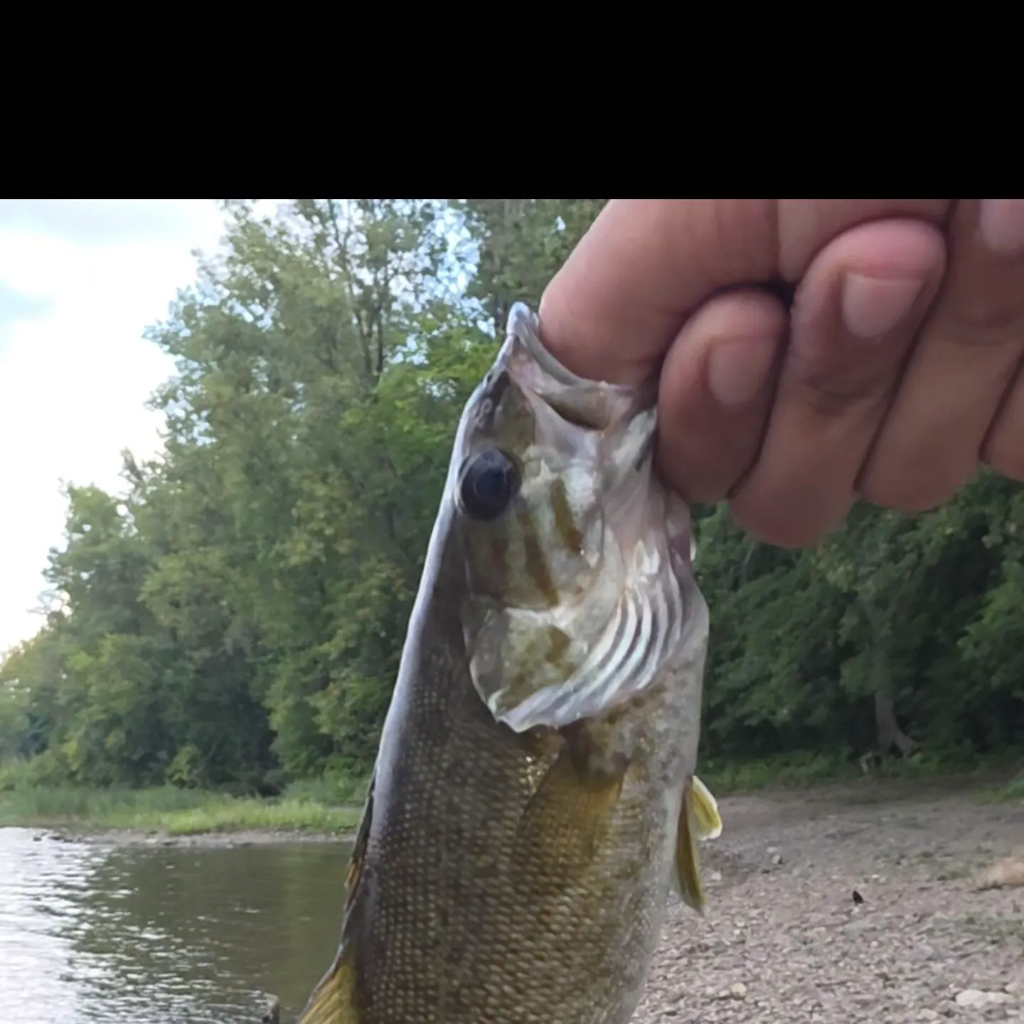 Smallmouth bass caught on Fishbrain