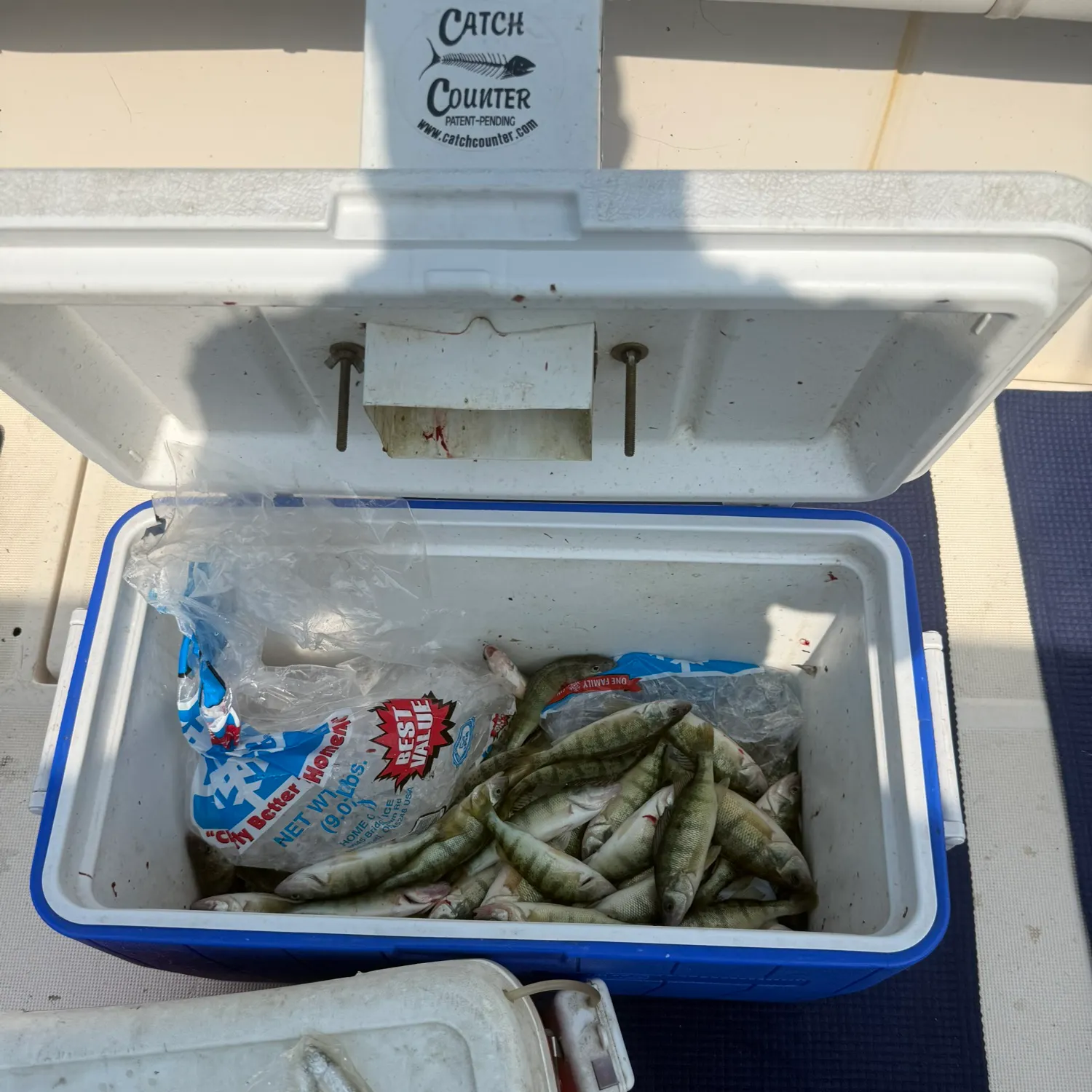 Yellow perch caught on Fishbrain
