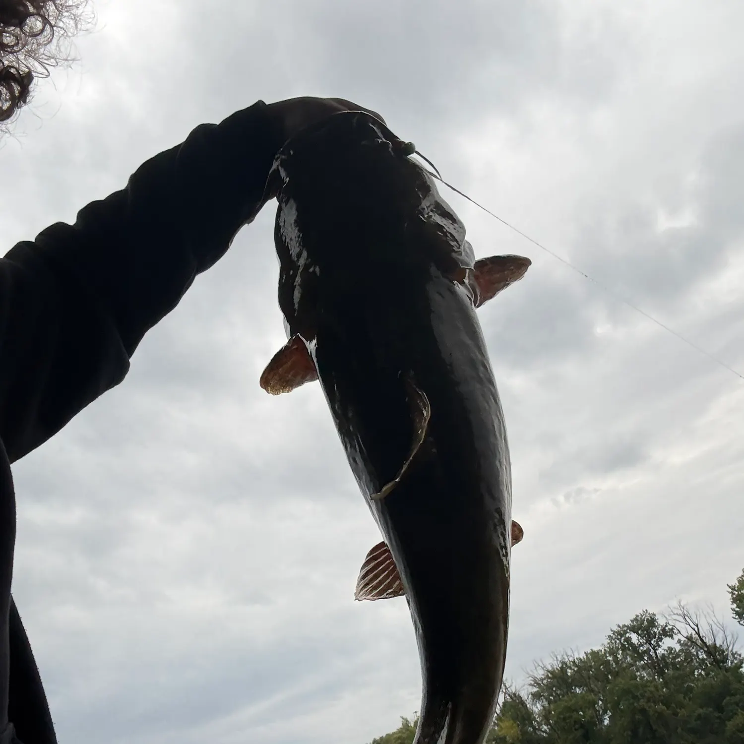 Flathead catfish caught on Fishbrain