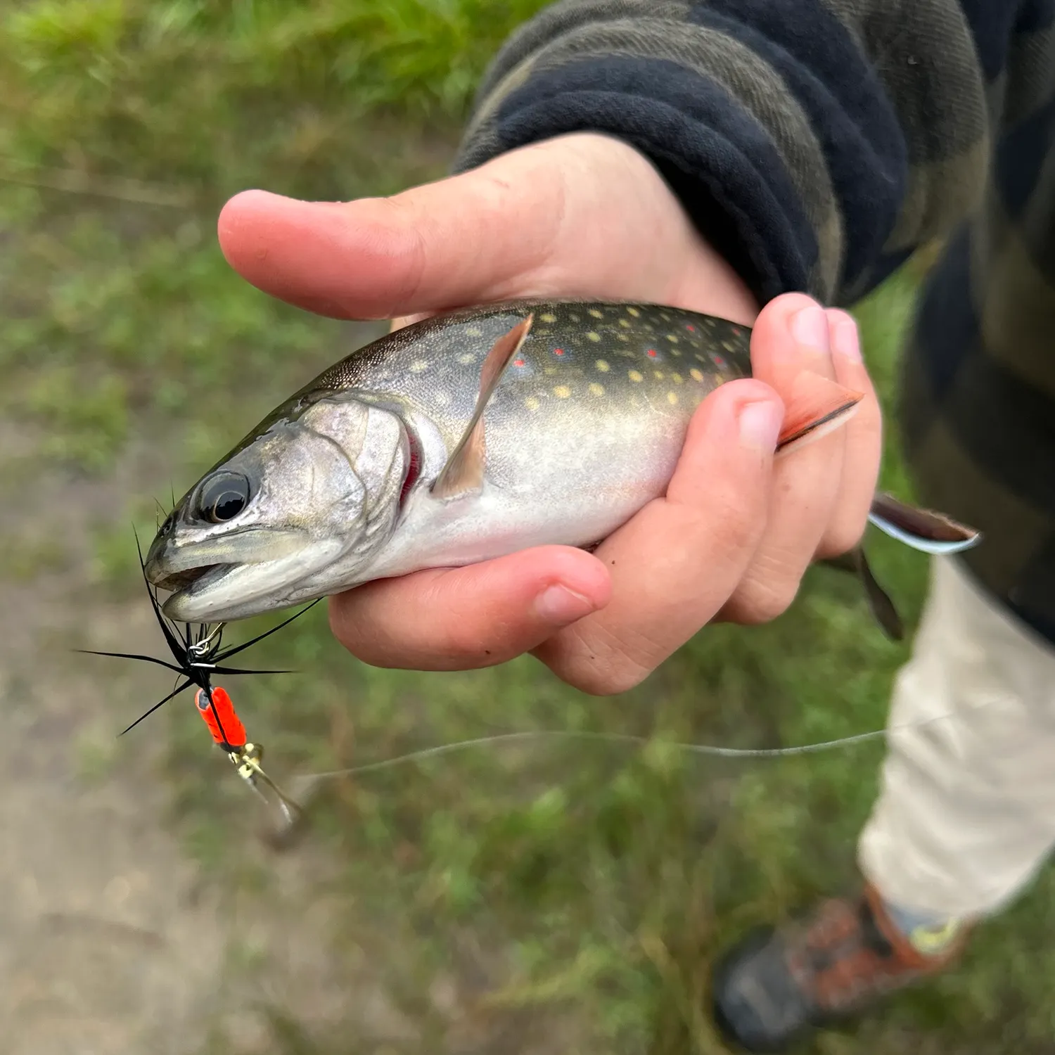 Brook trout caught on Fishbrain