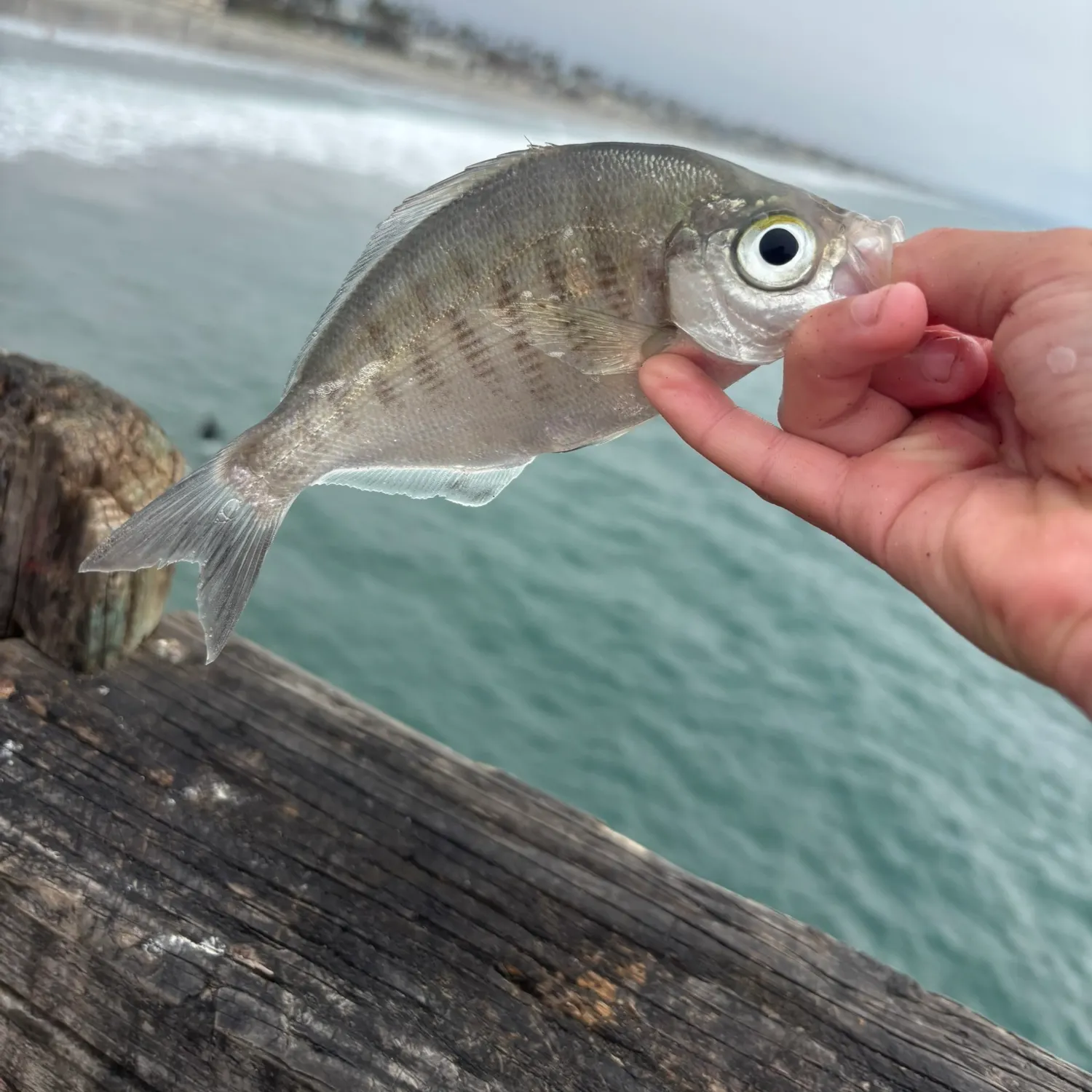 The most recent Walleye surfperch catches on Fishbrain