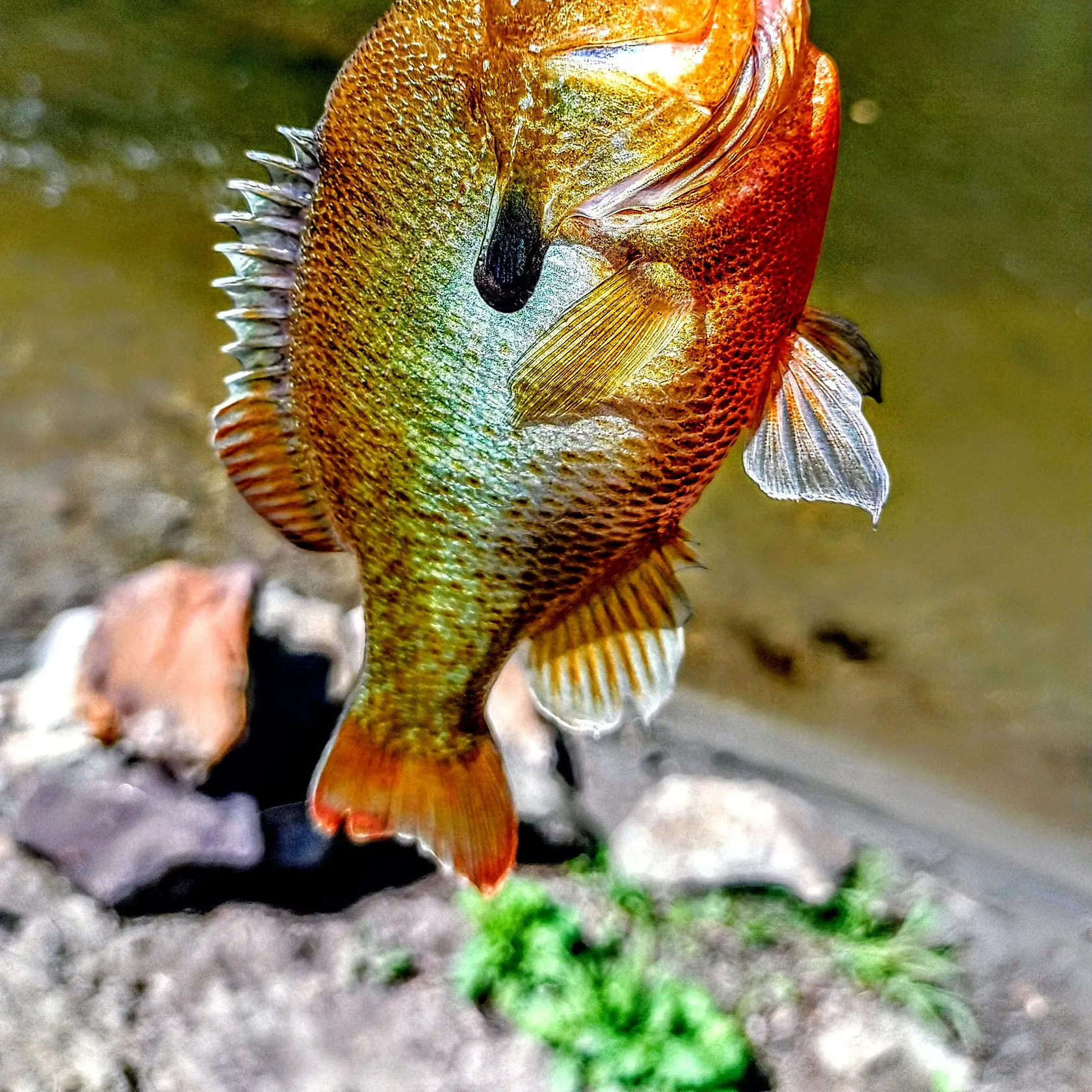 The most recent Redbreast sunfish catches on Fishbrain