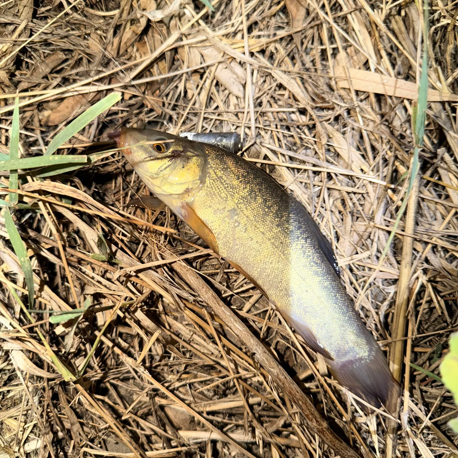 The most recent Tench catches on Fishbrain