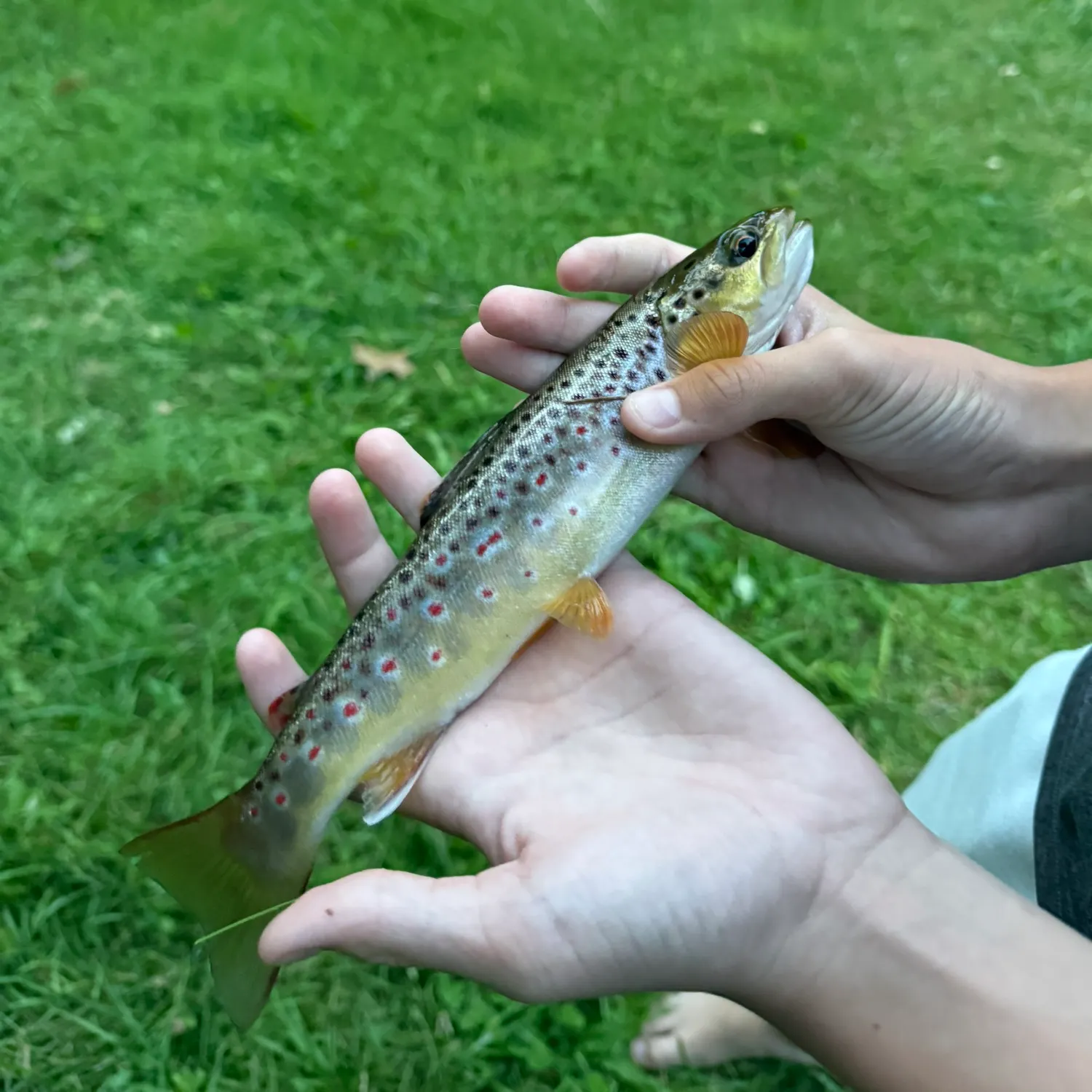 Brown trout caught on Fishbrain