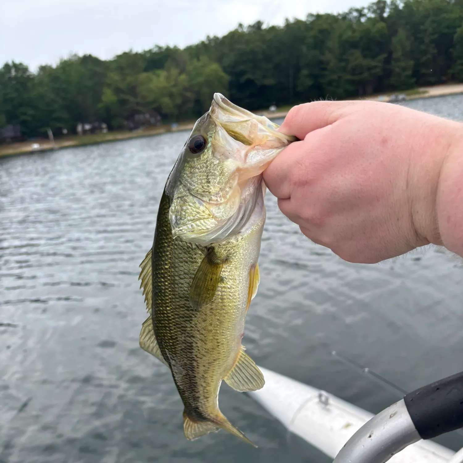 angler catch