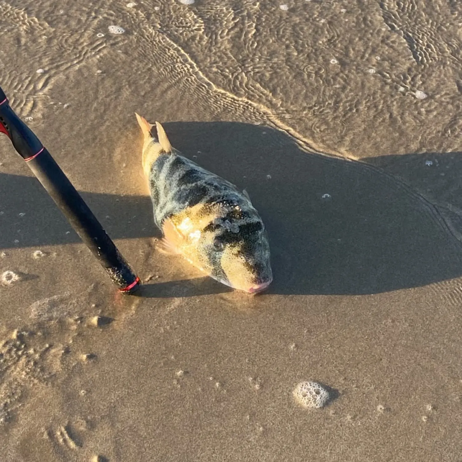 The most recent Bullseye puffer catches on Fishbrain