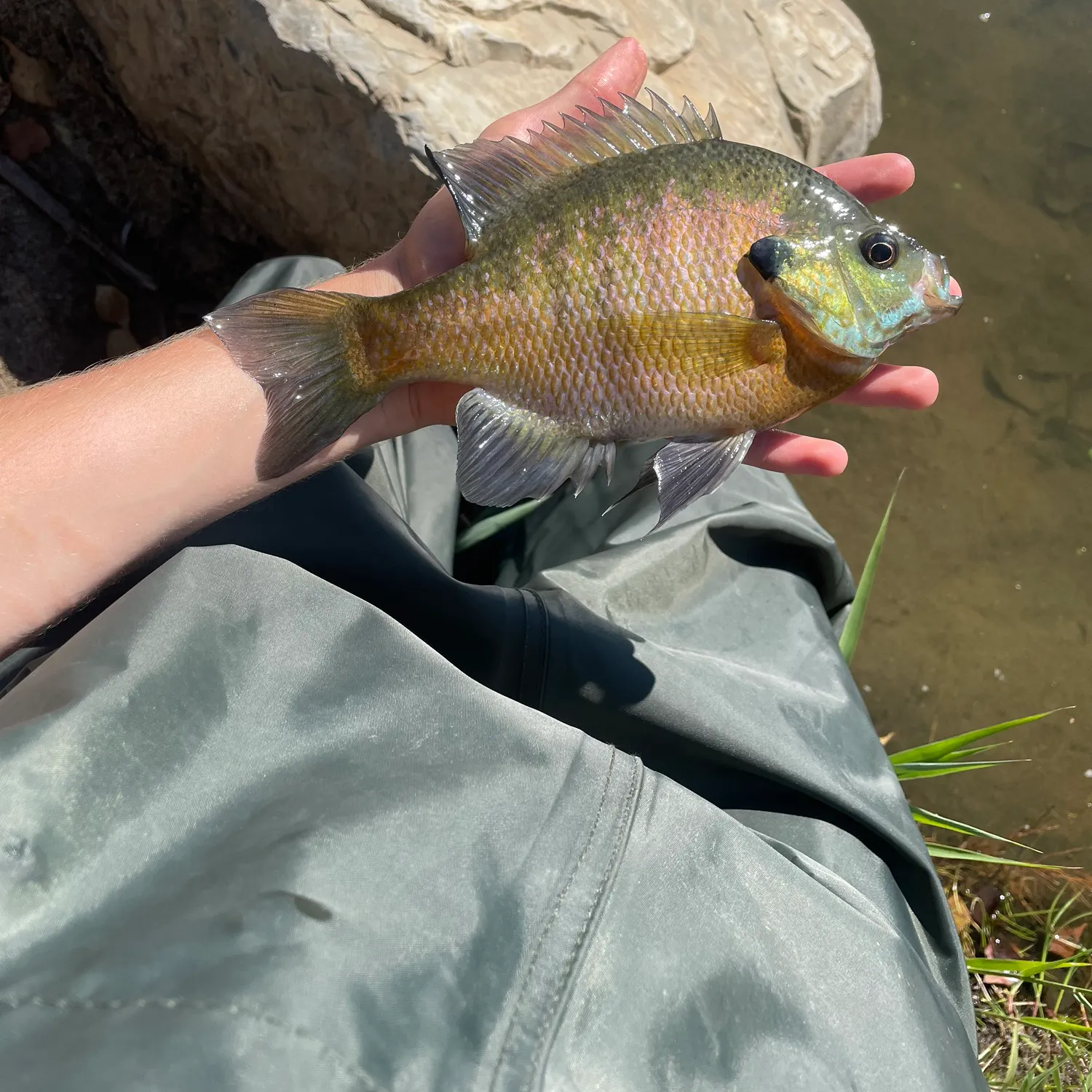 angler catch