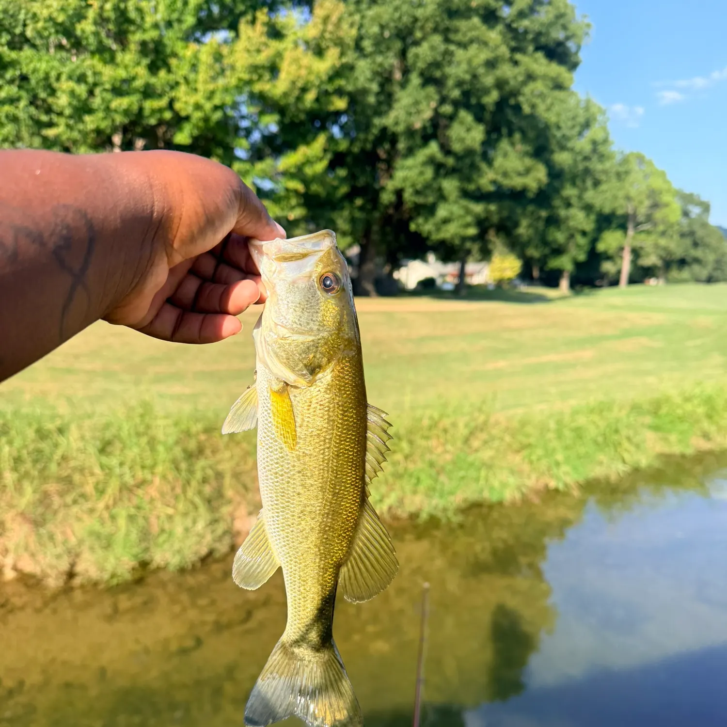 Largemouth bass caught on Fishbrain