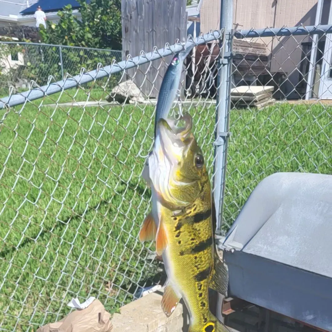 The most recent Butterfly peacock bass catches on Fishbrain