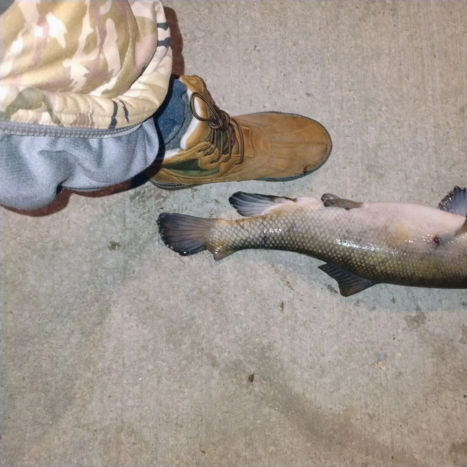 The most recent White sucker catches on Fishbrain