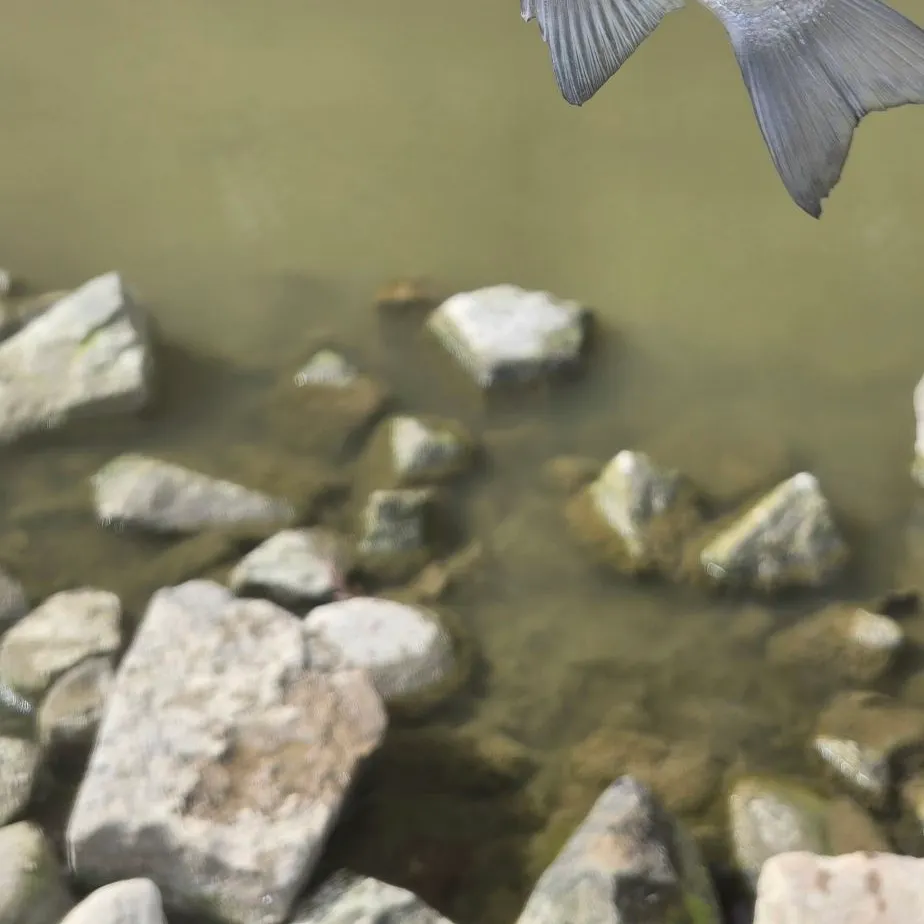 White bass caught on Fishbrain