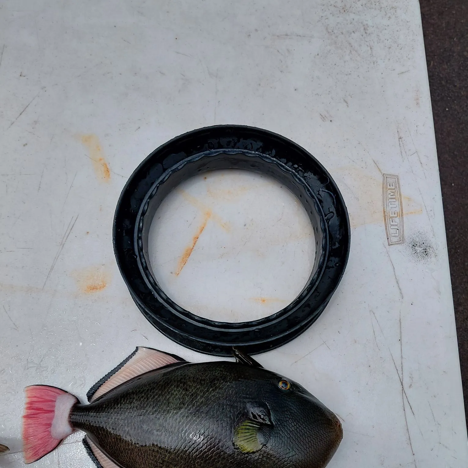 Pinktail triggerfish caught on Fishbrain