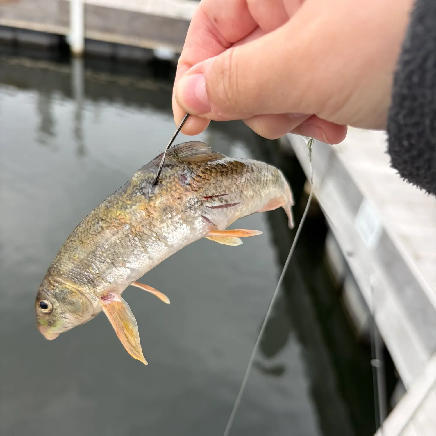 Northern hogsucker caught on Fishbrain