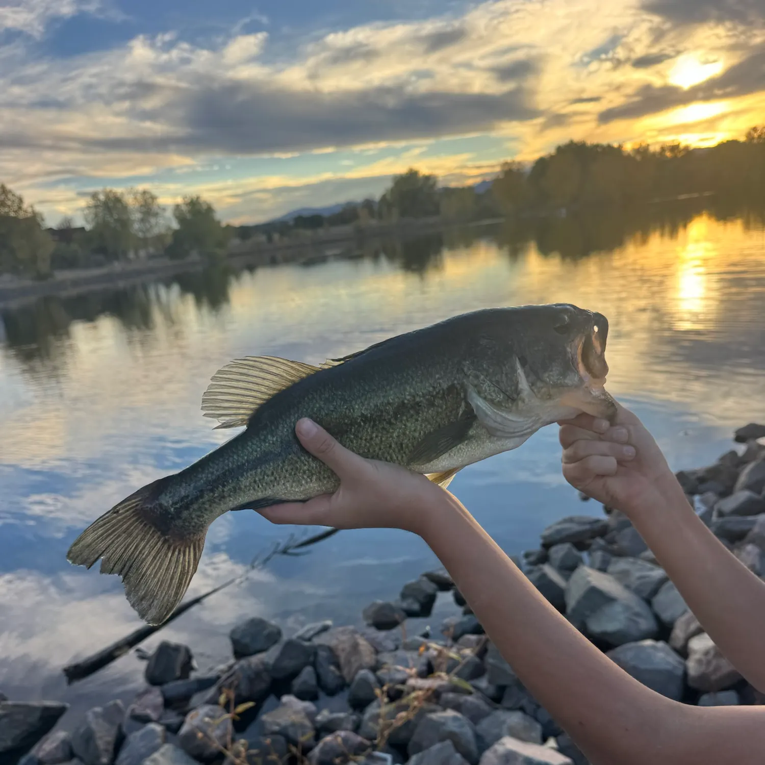Largemouth bass caught on Fishbrain