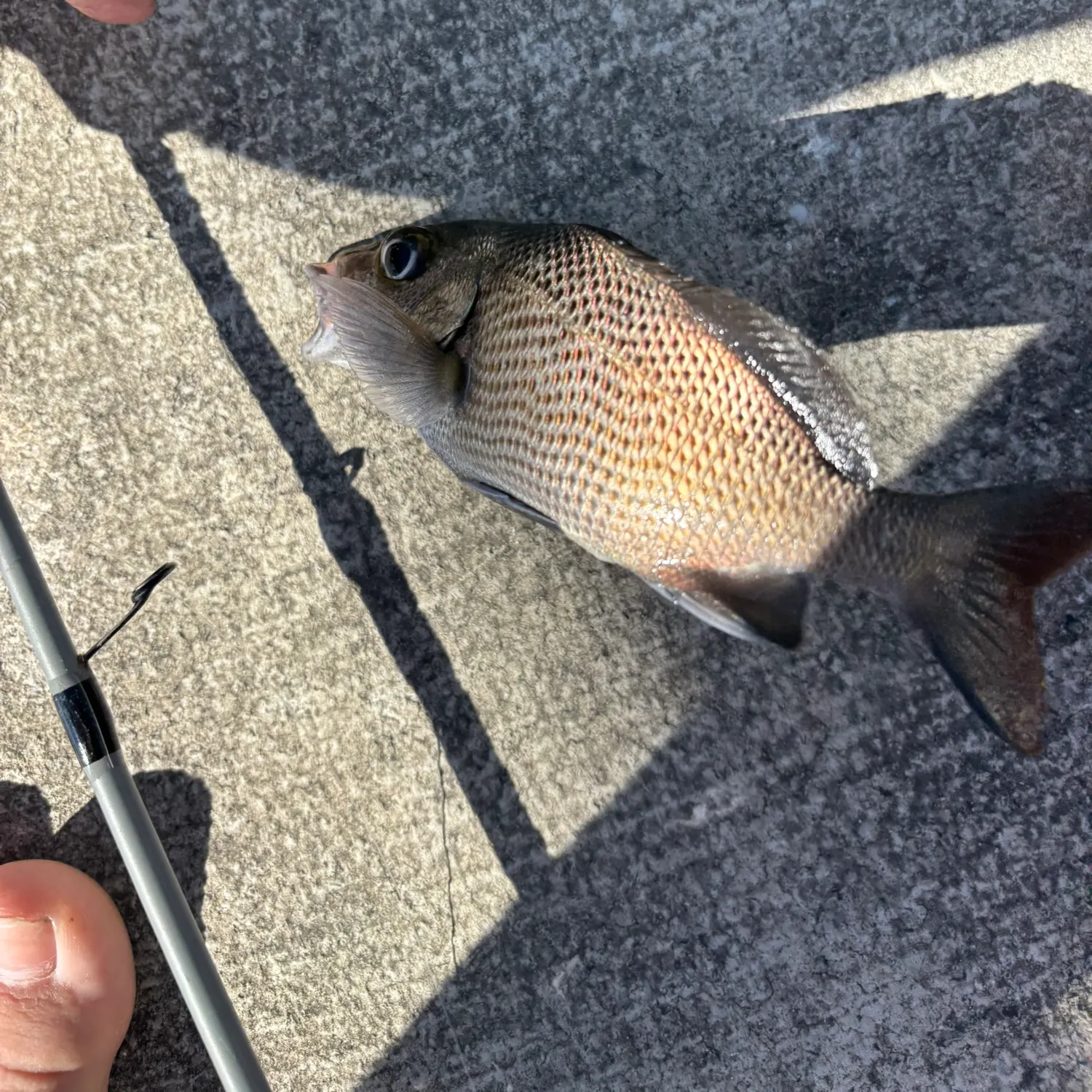 The most recent Grey grunt catches on Fishbrain