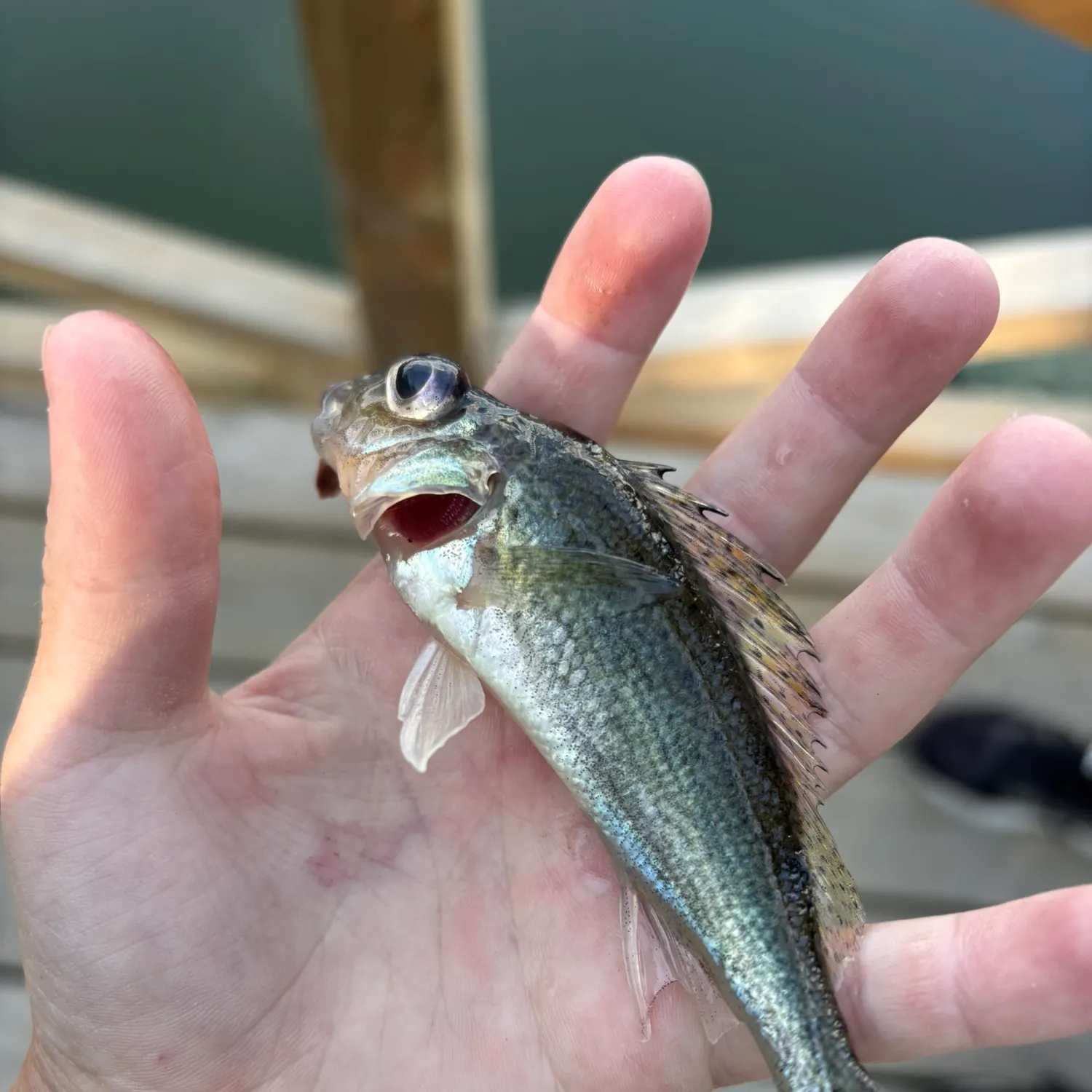 Eurasian ruffe caught on Fishbrain