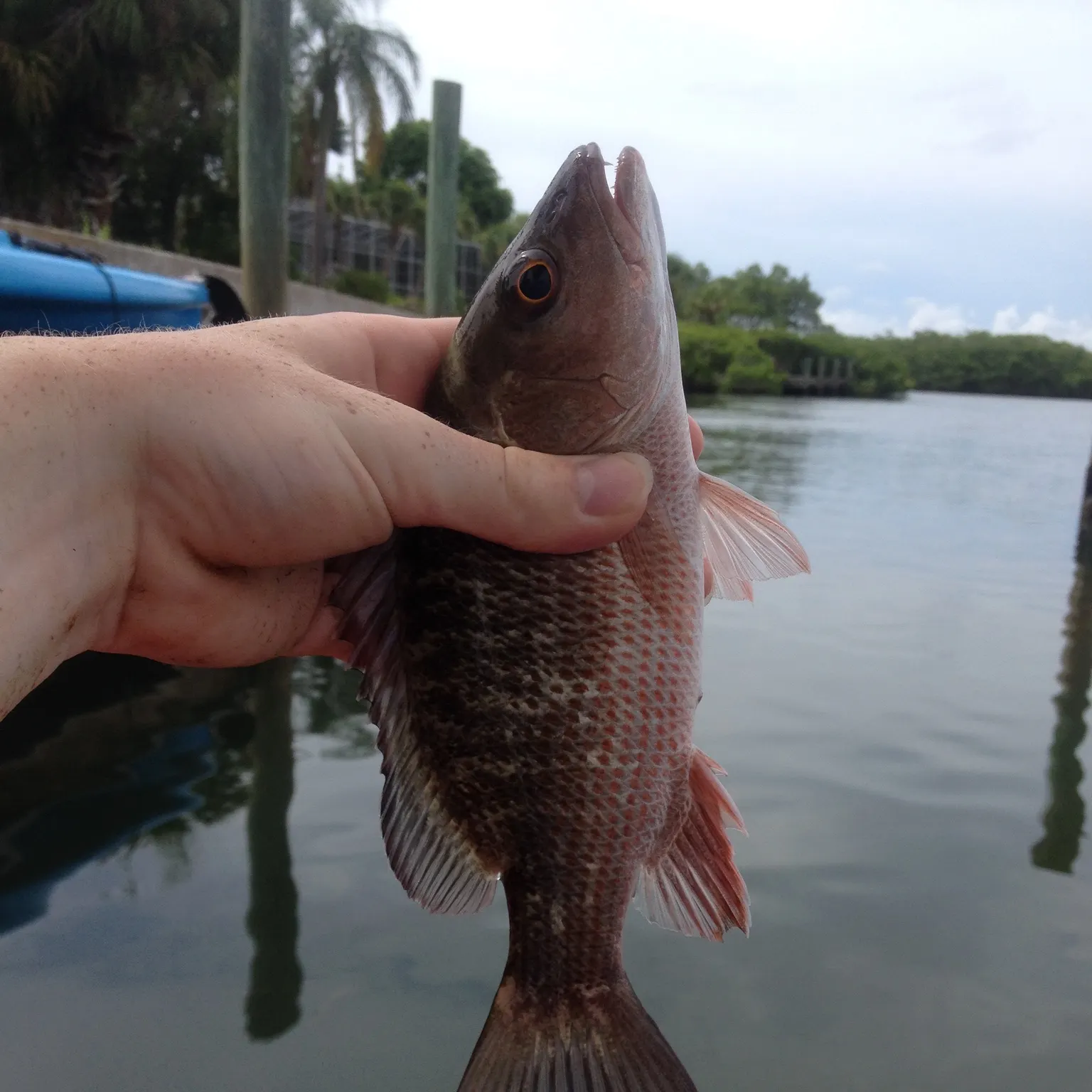 The most recent Mangrove snapper catches on Fishbrain