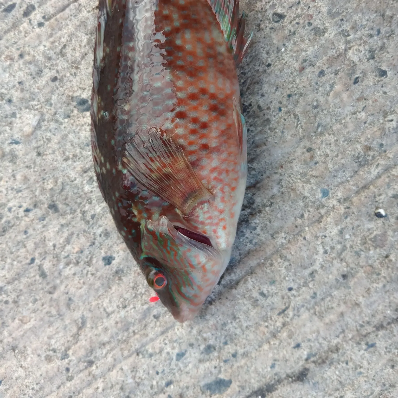 The most recent Corkwing wrasse catches on Fishbrain