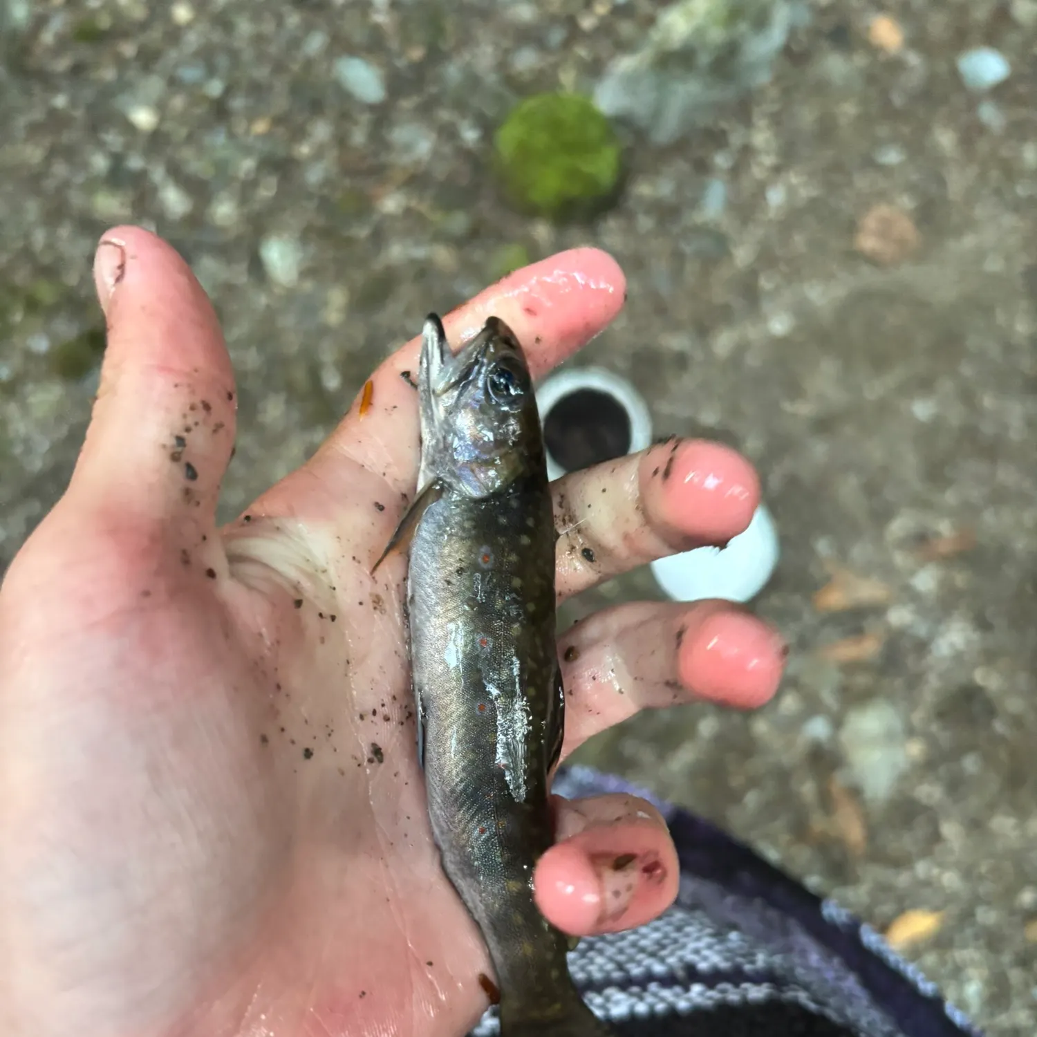 Brook trout caught on Fishbrain