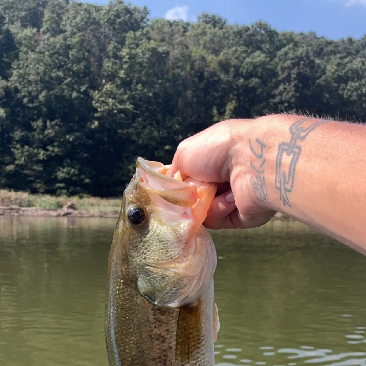 Largemouth bass caught on Fishbrain
