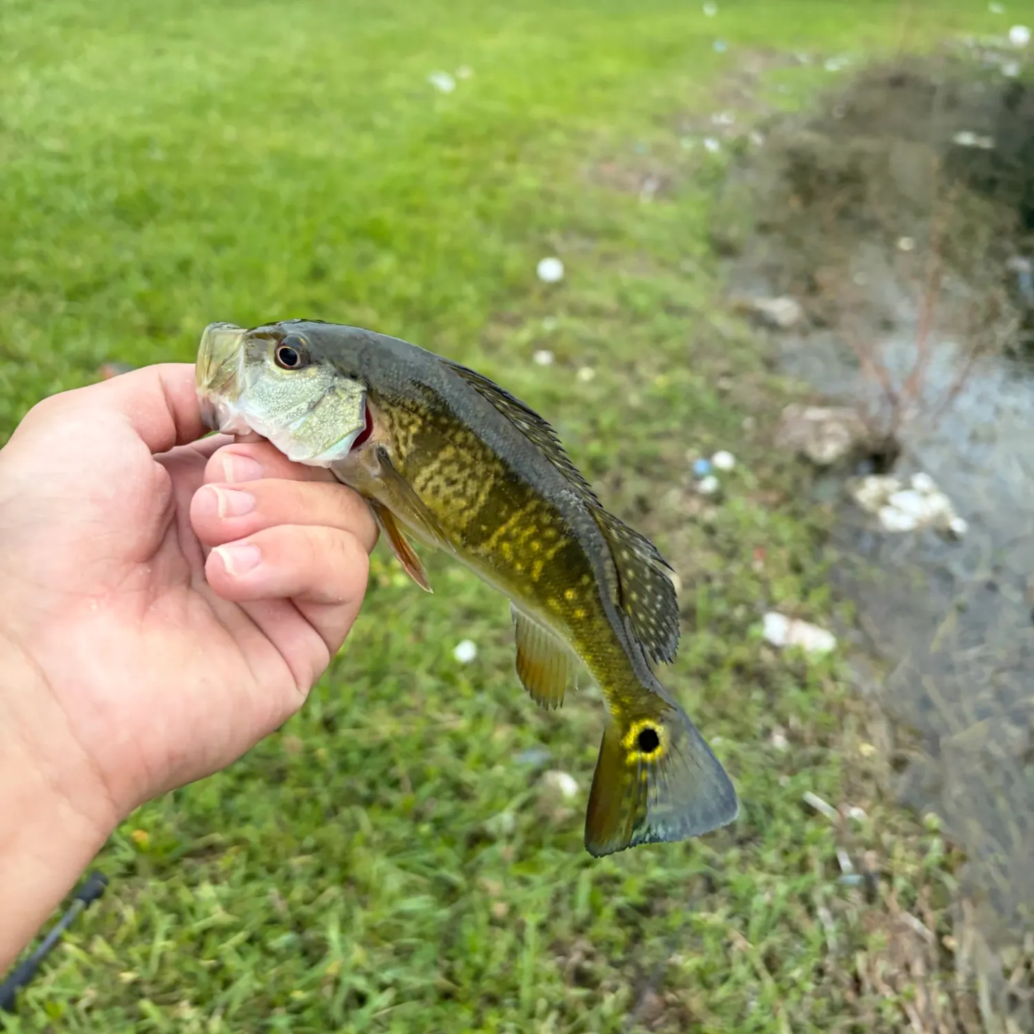The most recent Butterfly peacock bass catches on Fishbrain