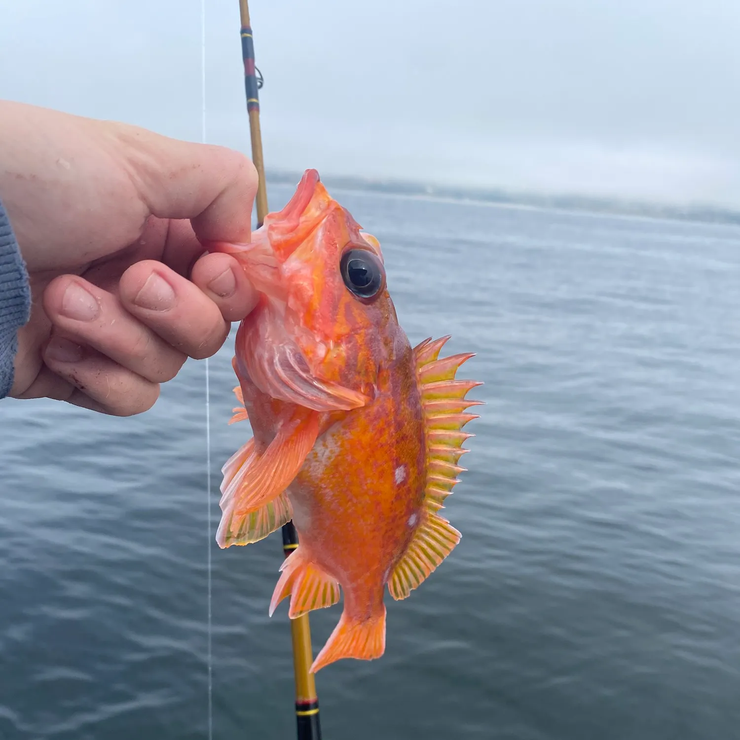 The most recent Starry rockfish catches on Fishbrain
