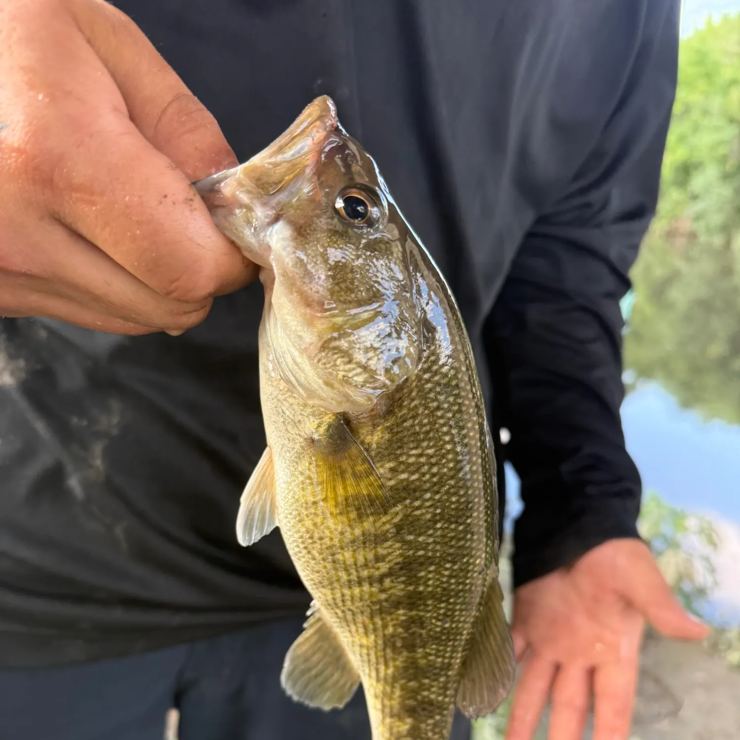 The most recent Guadalupe bass catches on Fishbrain