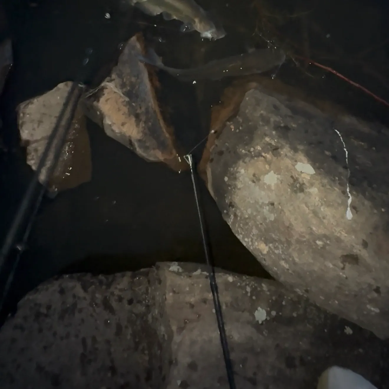 Channel catfish caught on Fishbrain