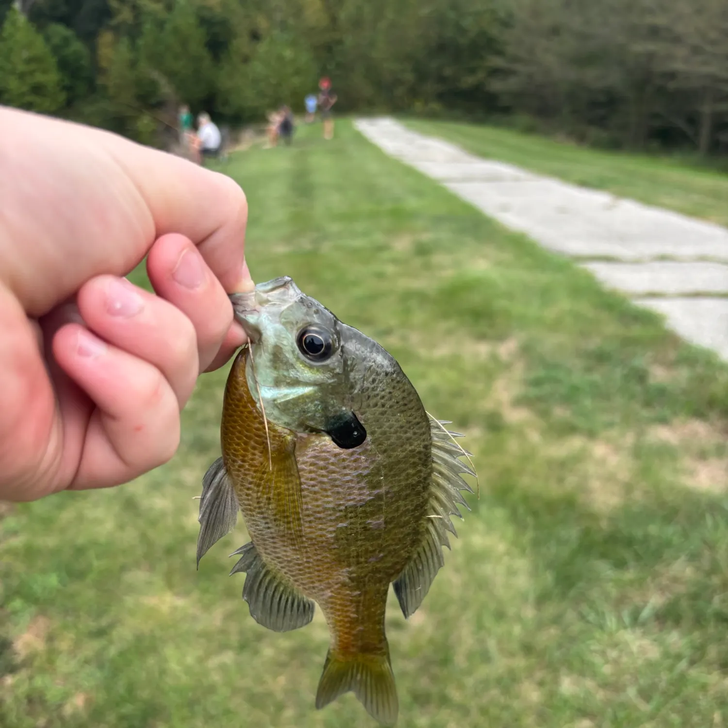 Bluegill caught on Fishbrain