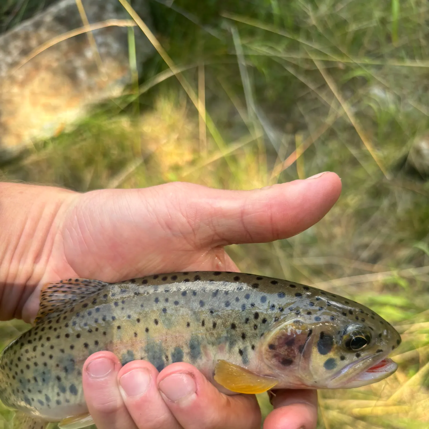 Cutthroat trout caught on Fishbrain