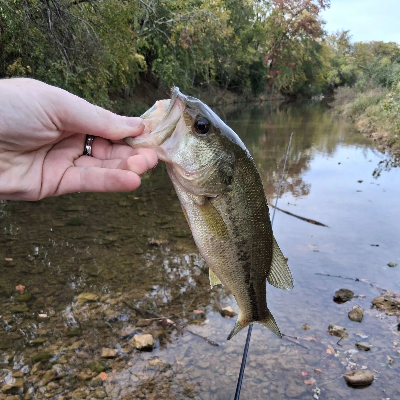 Alabama bass caught on Fishbrain
