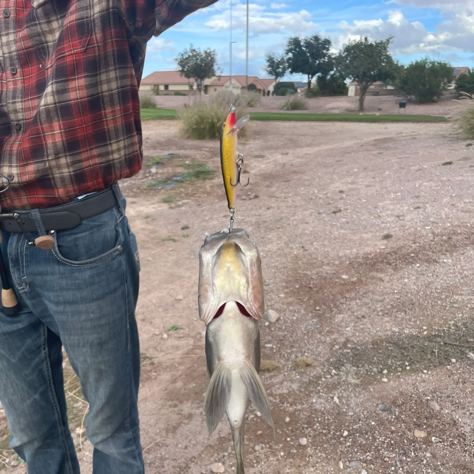 The most recent Longfin tilapia catches on Fishbrain