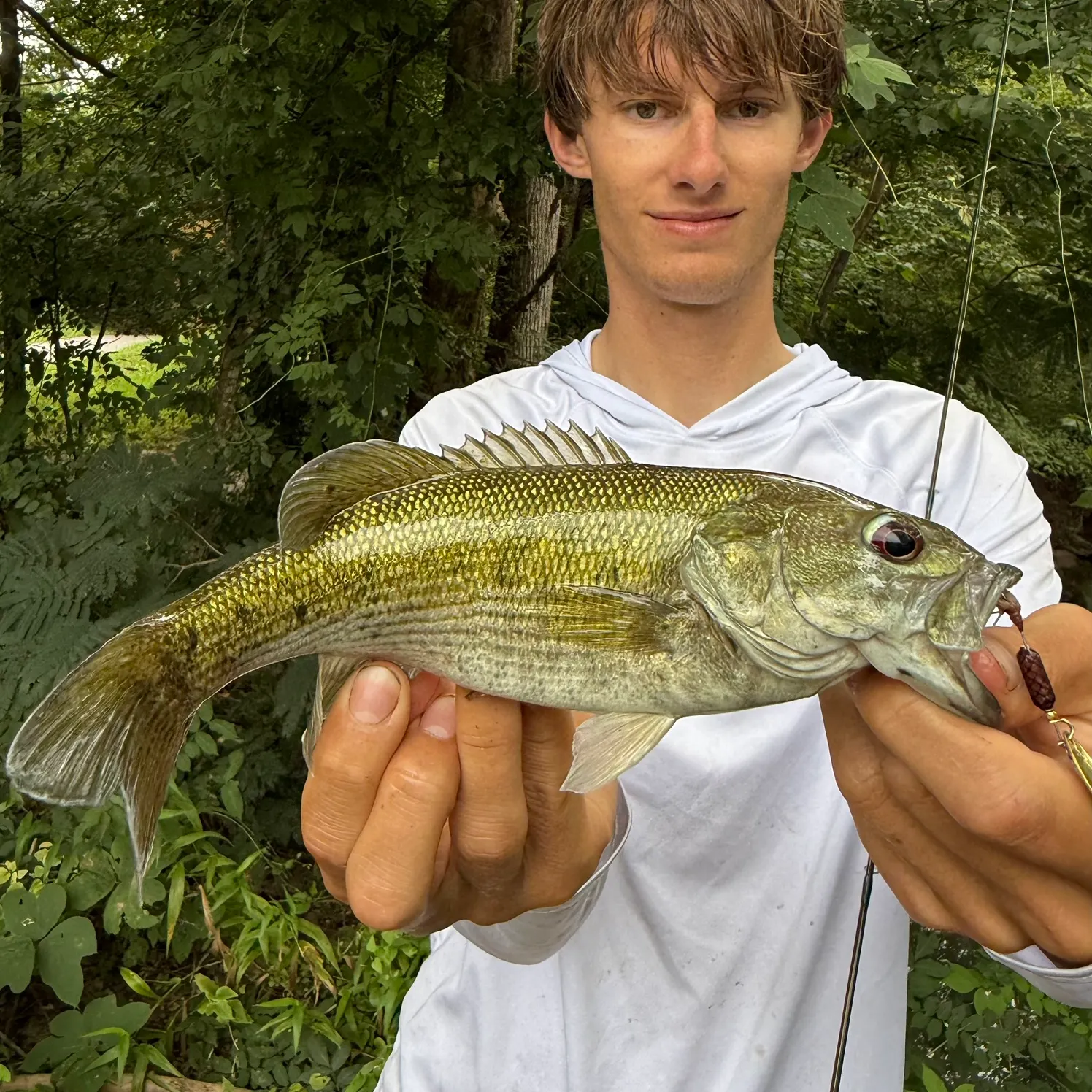 The most recent Tallapoosa bass catches on Fishbrain
