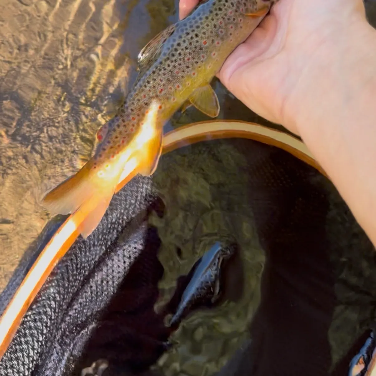 Brown trout caught on Fishbrain