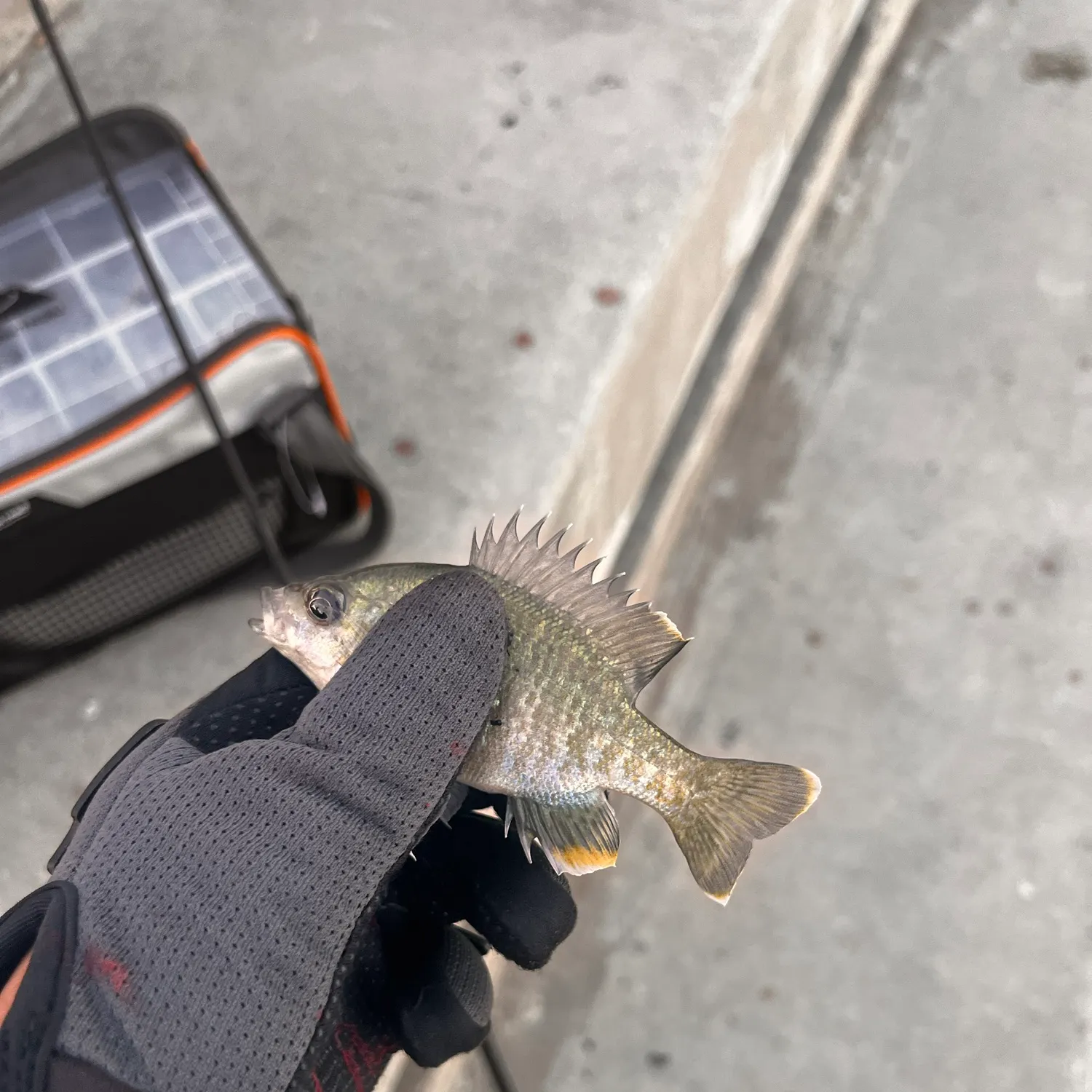 Bluegill caught on Fishbrain