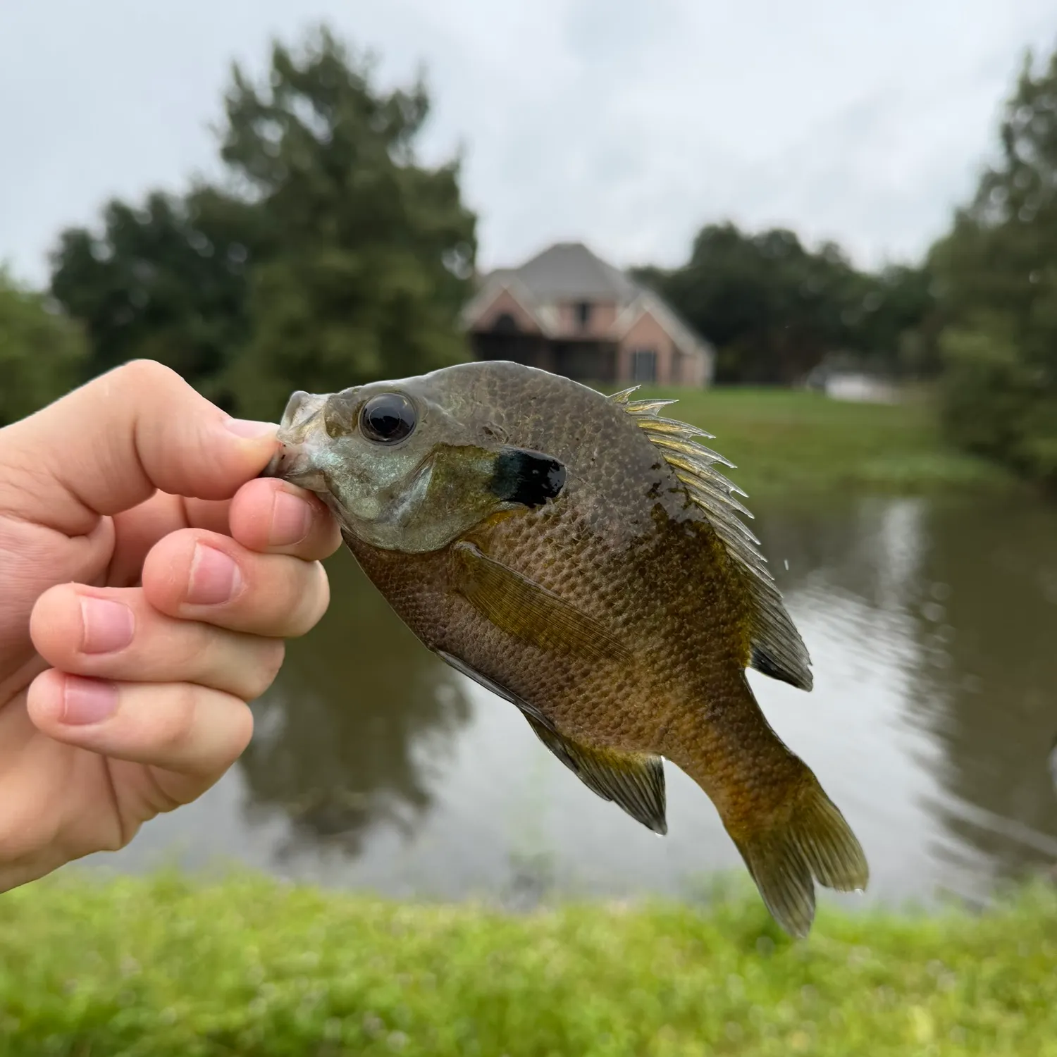 Bluegill caught on Fishbrain