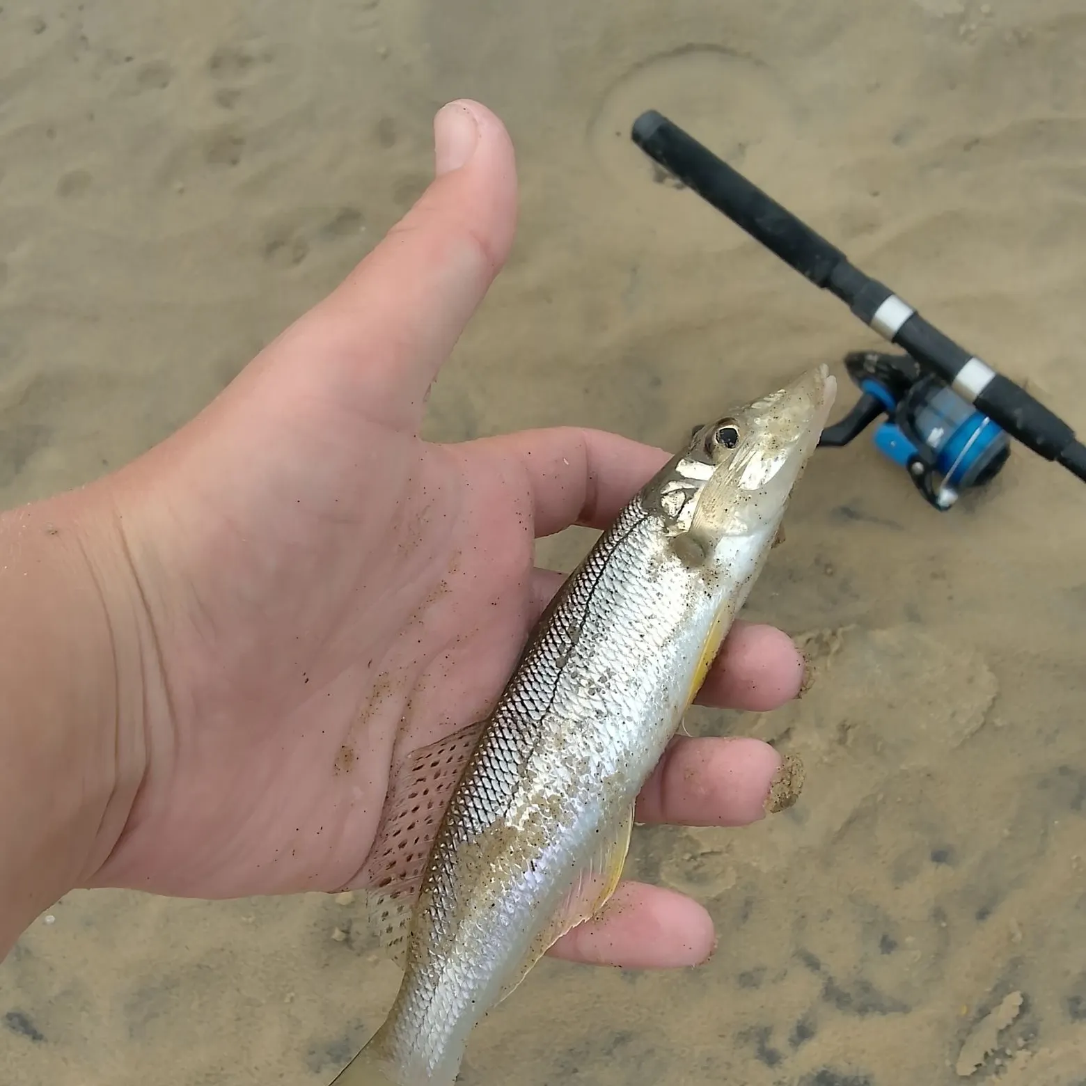 The most recent Sand sillago catches on Fishbrain